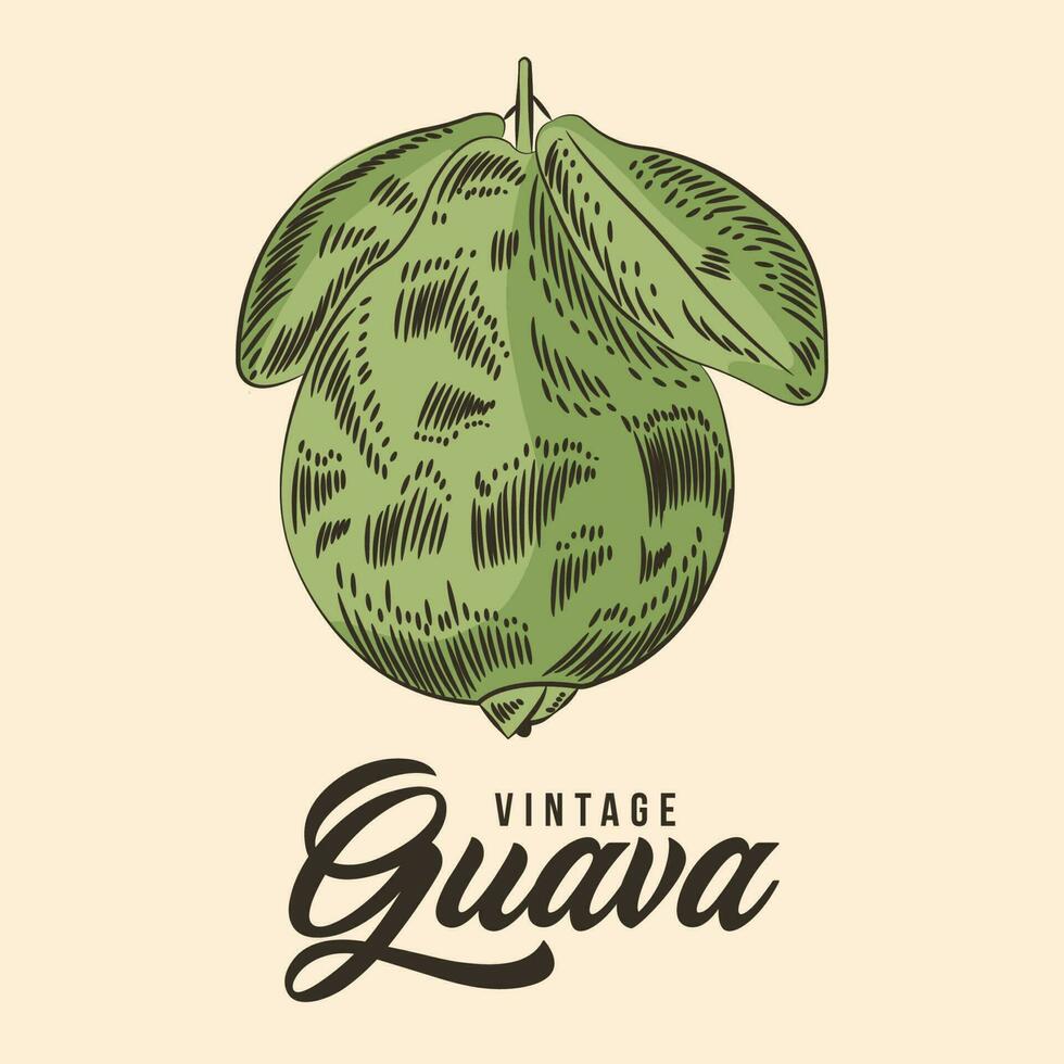 Clásico mano dibujo guayaba Fruta bosquejo vector valores ilustración color