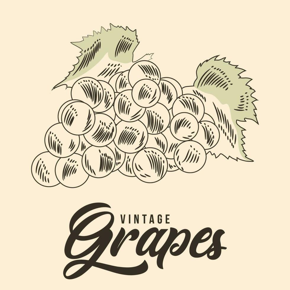 Vintage Hand Drawing grapes Fruit Sketch Vector Stock Illustration