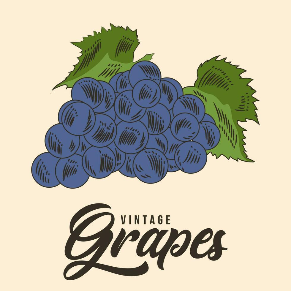 Vintage Hand Drawing grapes Fruit Sketch Vector Stock Illustration Color