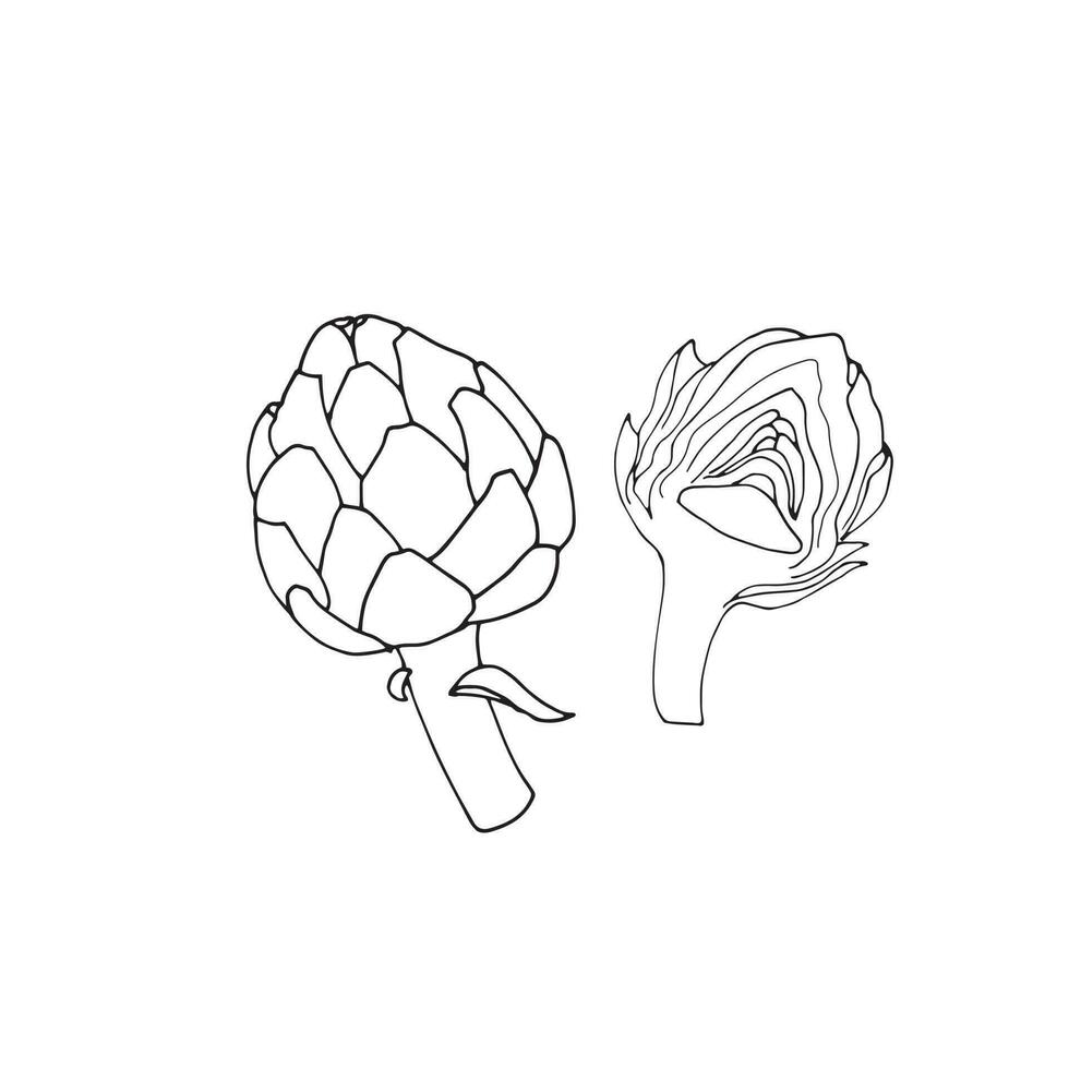 Hand drawn artichokes isolated on white background vector