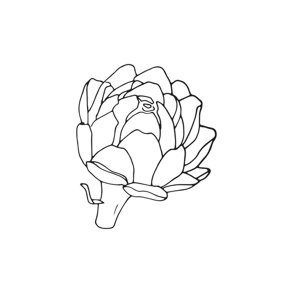 Hand drawn artichoke vector