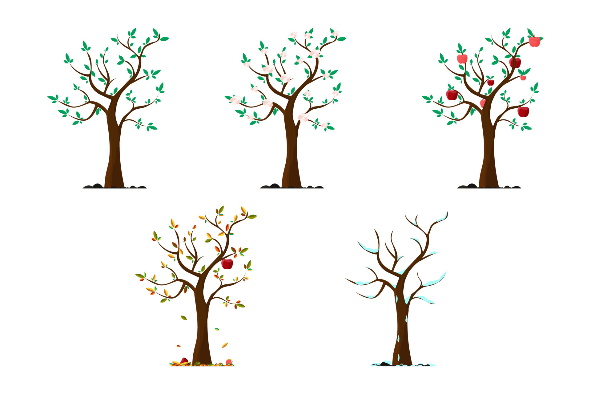 Apple tree in different seasons. Tree in autumn. Apple tree in winter