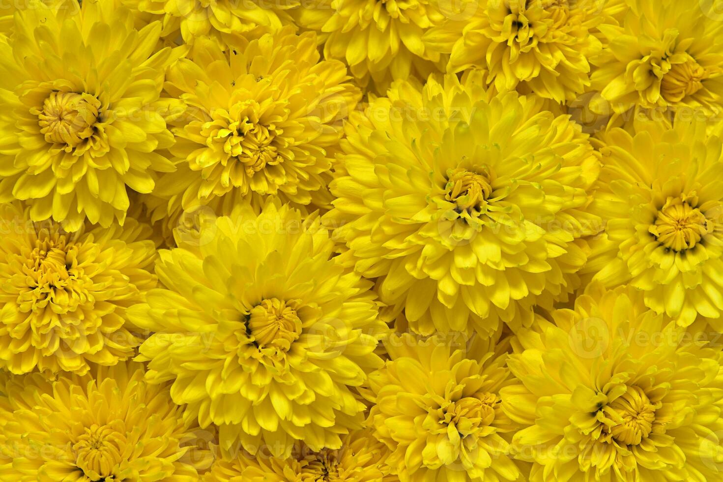 Floral background of yellow chrysanthemums. dandelions pattern photo