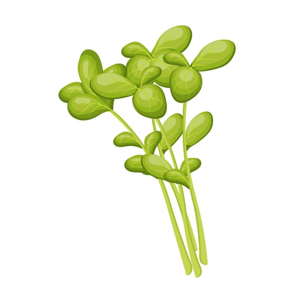 Fresco verde hojas de berro en un blanco fondo, alimento. botánico ilustración. vector