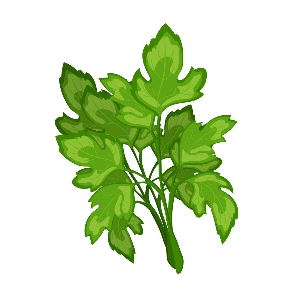 Fresh green branches of parsley on a white background, food. Botanical illustration. Vector