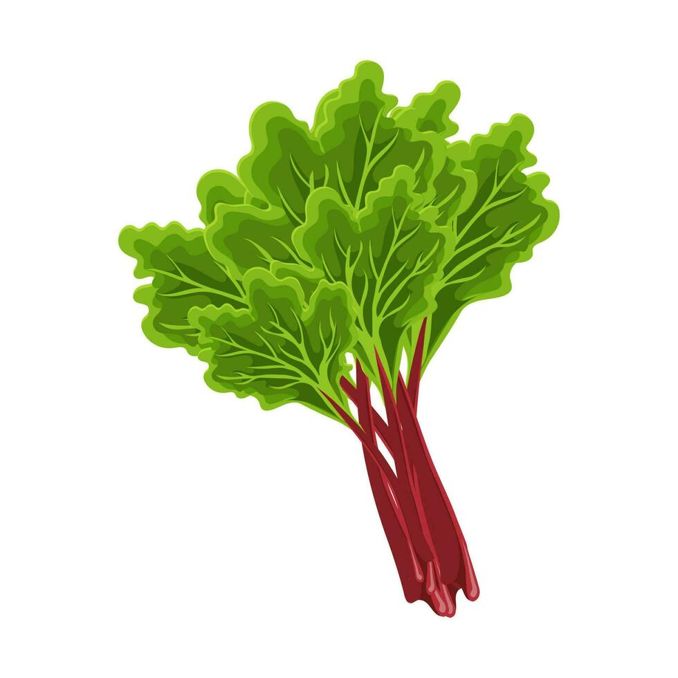 Fresh green stems and leaves of rhubarb on a white background, food. Botanical illustration. Vector