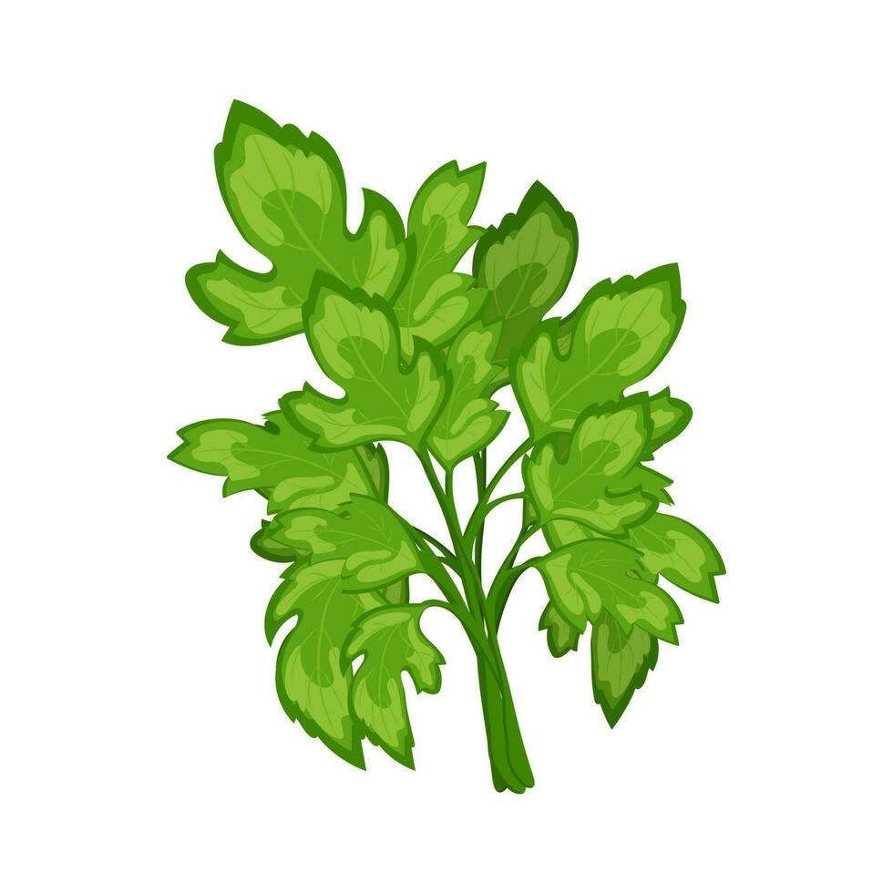 Fresh green branches of parsley on a white background, food. Botanical illustration. Vector