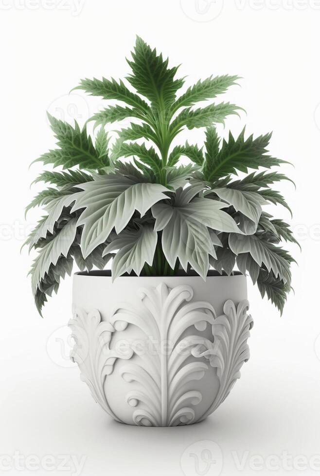 houseplant in pot isolated white background, interior design, botanical concept. photo