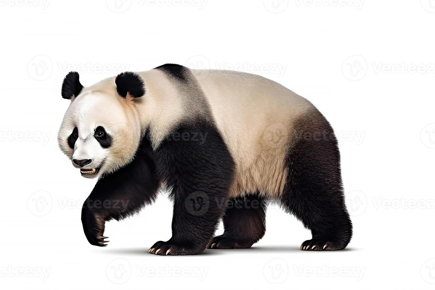 Panda bear isolated on white background, endangered bears specie, the wild animal with black and white hair, with Generative AI. photo