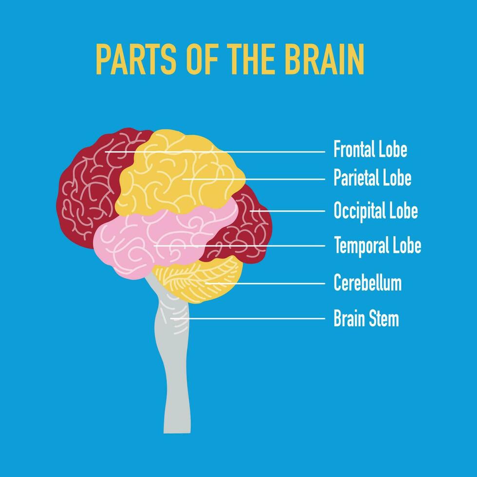 Parts of the Brain Illustration Vector