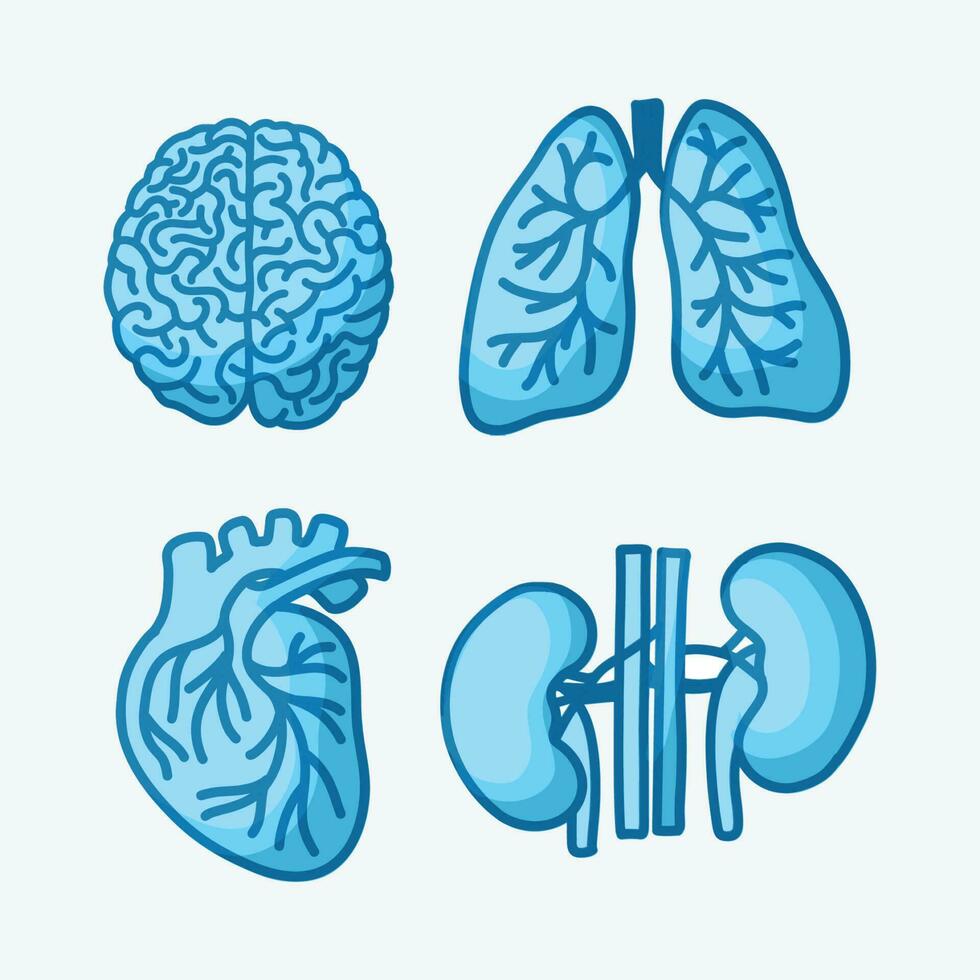 Illustration of Brain Lungs Heart Kidney Body Parts Vector