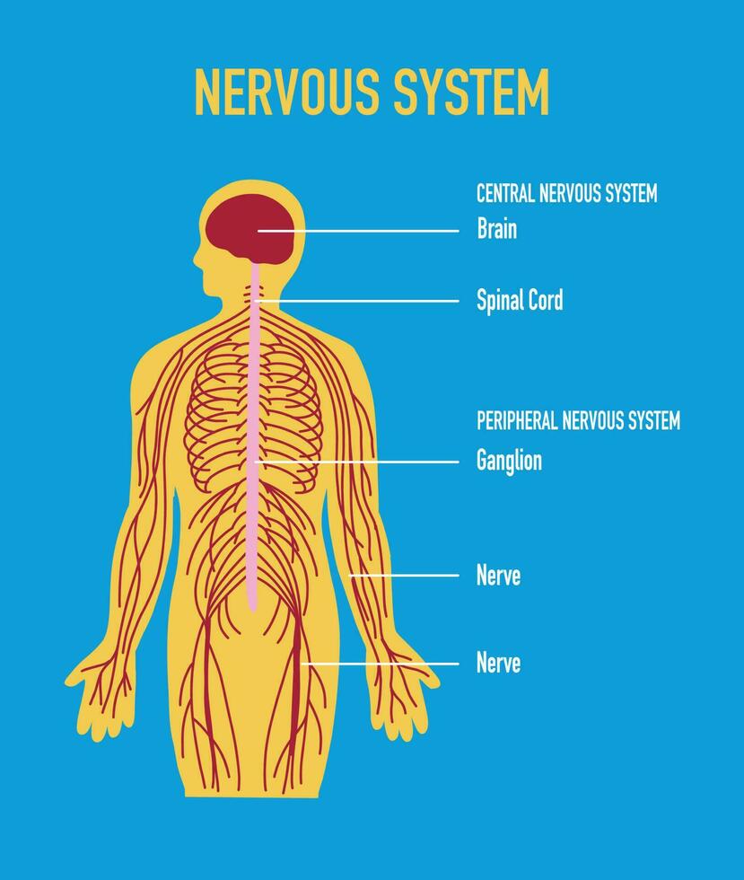 ilustración de humano nervioso sistema vector