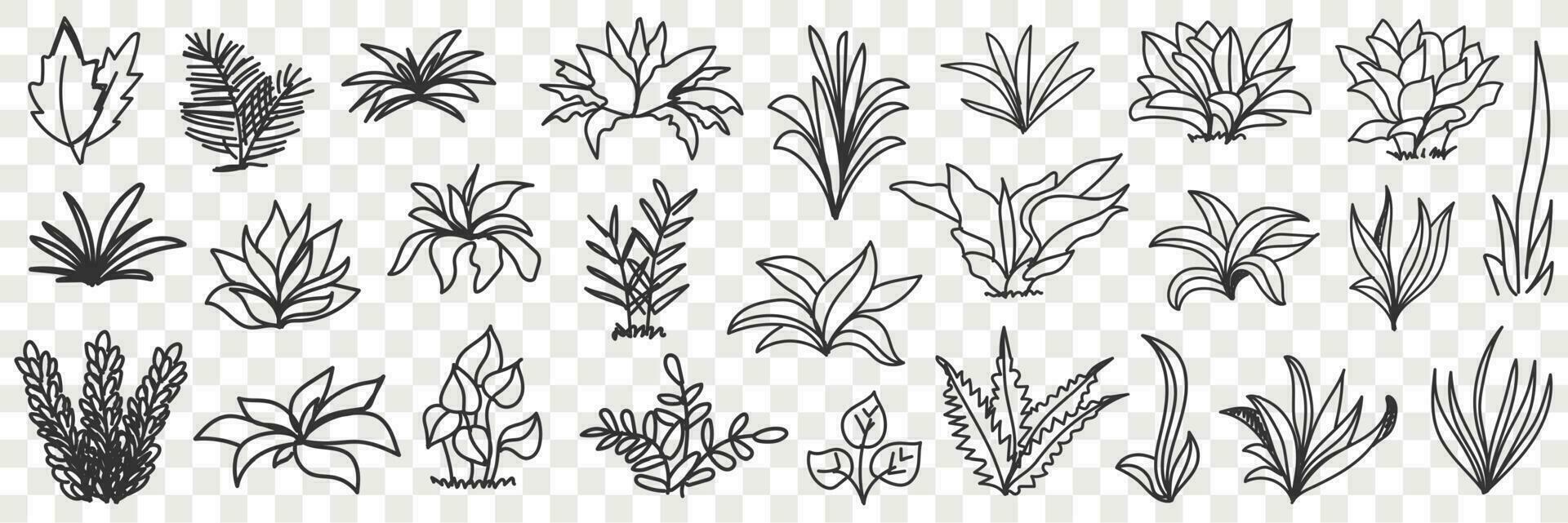 Leaves bunches on road natural pattern doodle set. Collection of hand drawn various growing leaves and plants bunches natural pattern isolated on transparent vector