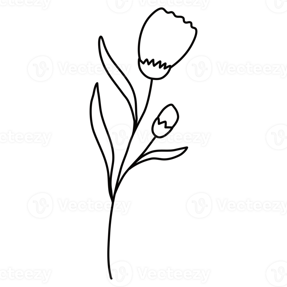 Line Art Floral Hand Drawn png