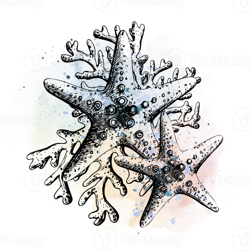 Starfish with corals graphic with watercolor spots and splashes in blue and pink. An illustration drawn by hand. Isolated composition for prints, stickers, posters, postcards png