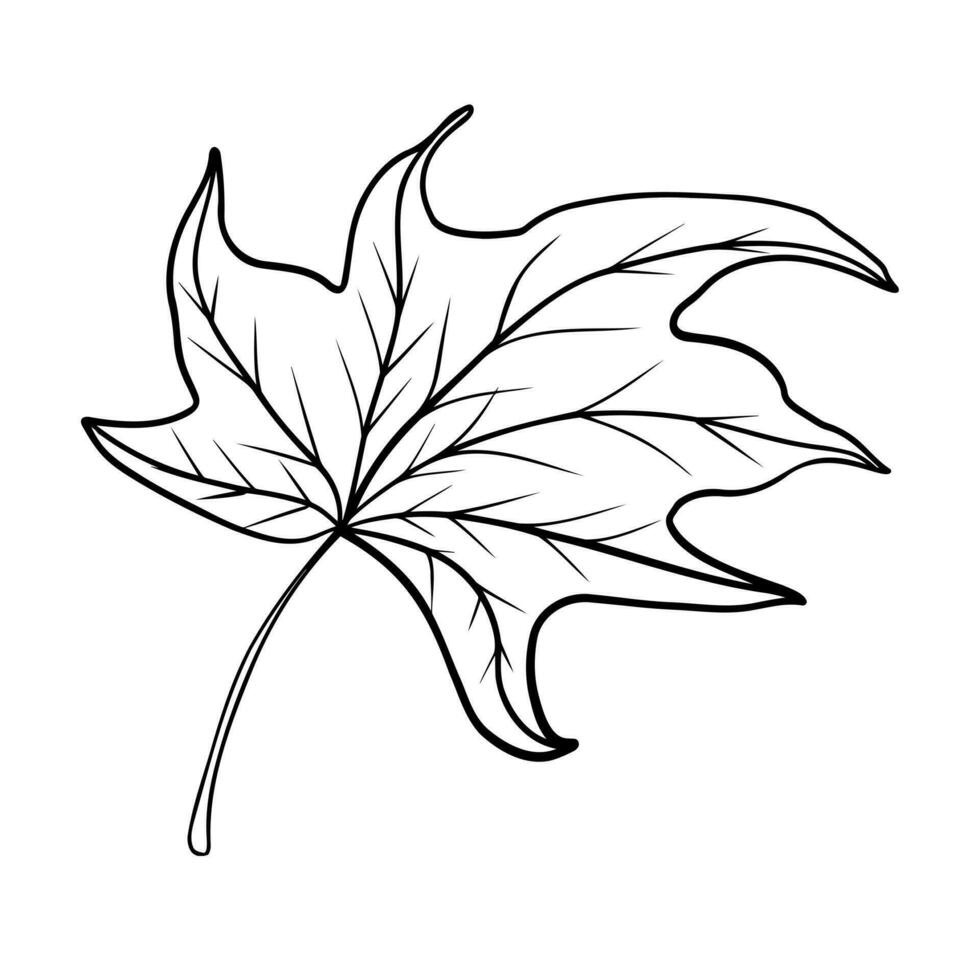 Linear autumn leaf. Line art clipart. vector