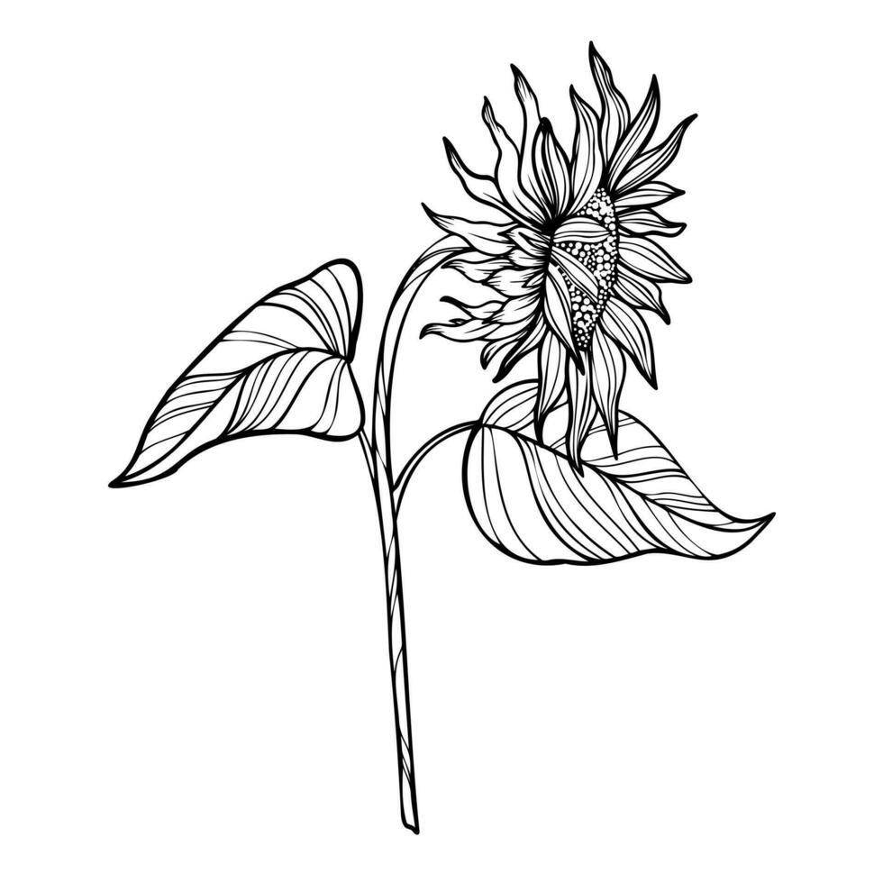 Line art illustration with sunflower vector