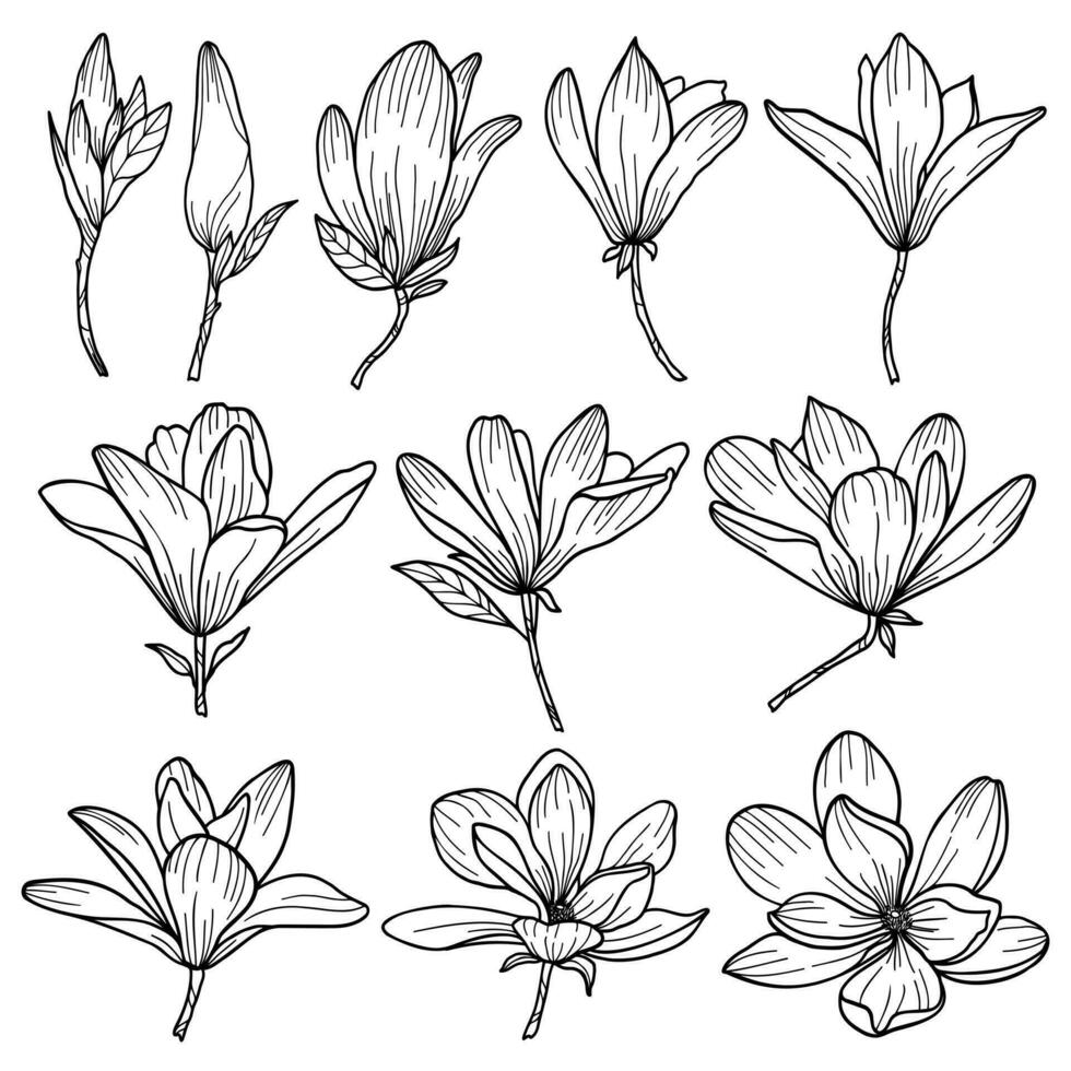 Linear art set of magnolia flowers vector