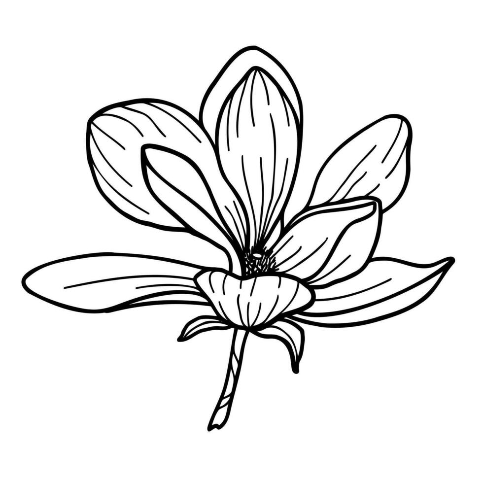 Line art clipart of magnolia flower on white background, vector