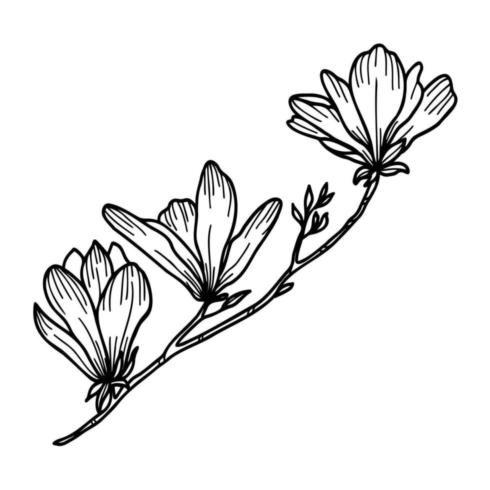 Line art clipart of magnolia flower on white background, vector