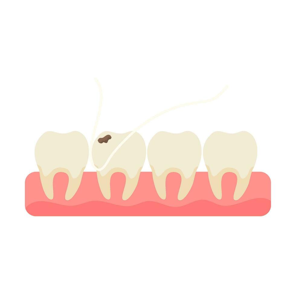 dental seda floja para dientes médico dentista vector