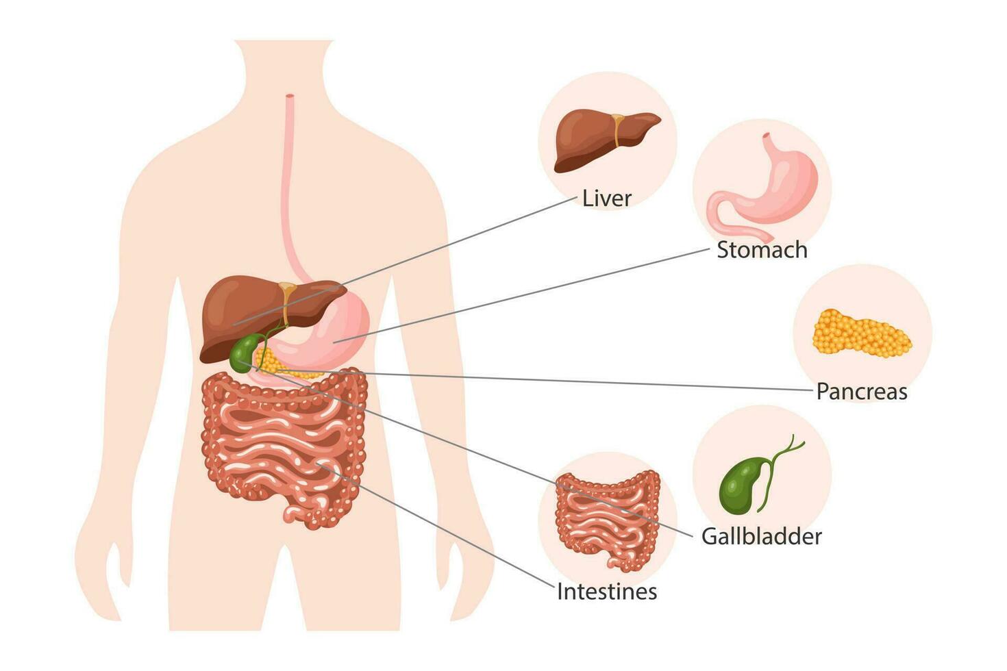 humano digestivo sistema anatomía, infografia bandera. hígado, estómago, páncreas, vesícula biliar, intestinos y humano cuerpo. médico concepto. póster, vector