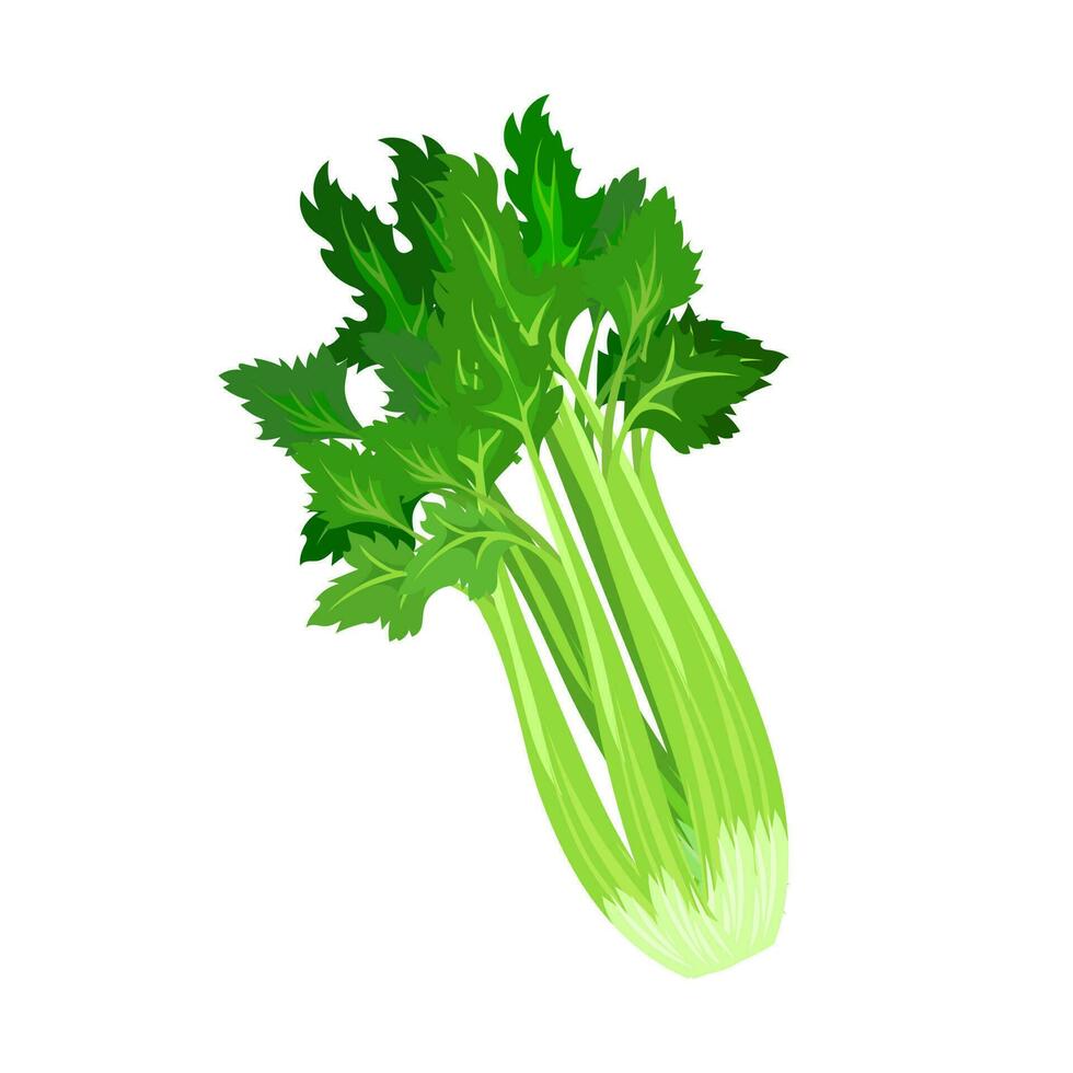 Fresh green celery on stalks with leaves, food. Botanical illustration. Vector