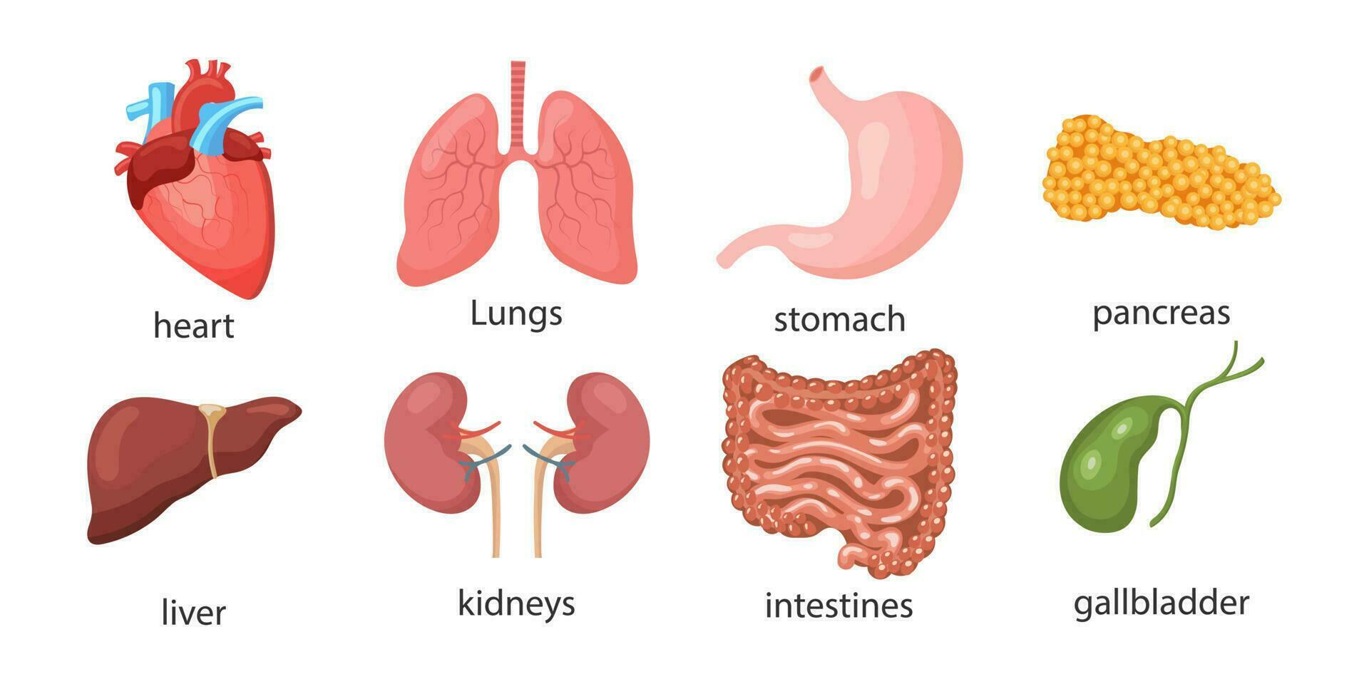 Set of human internal organs. Lungs, heart, liver, kidneys, stomach, pancreas, gallbladder, intestines. Medicine concept. Digestive, respiratory, cardiological, urological anatomy icons. vector