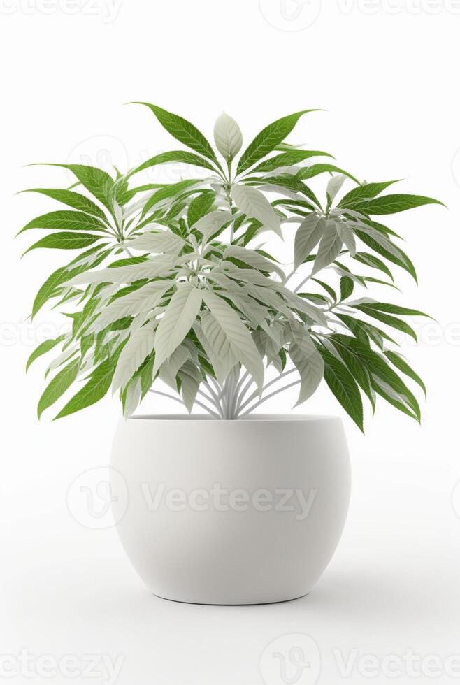 houseplant in pot isolated white background, interior design, botanical concept. photo