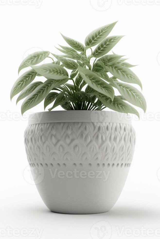 houseplant in pot isolated white background, interior design, botanical concept. photo