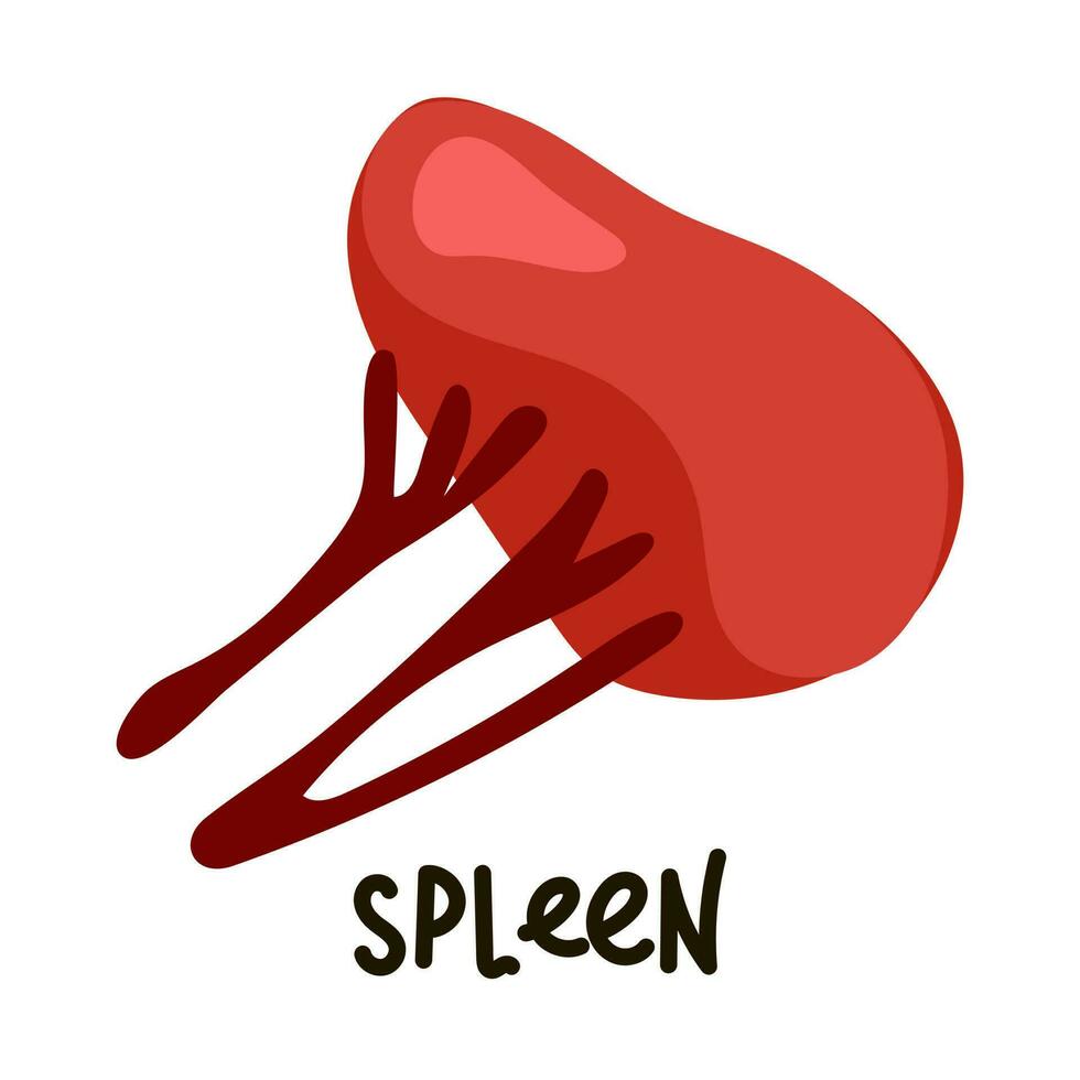 The human internal organ is a spleen in a cartoon style with a name on a white background. Study of human organs, vector illustration. Printing on paper a manual for the study of human internal organs