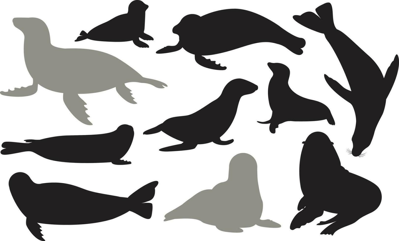 Set of different acting Seal silhouettes for design use. Silhouettes of Seal are isolated on a white background. vector