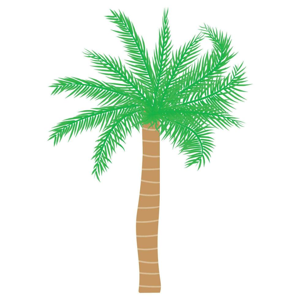 Tropical palm tree. Vector illustration