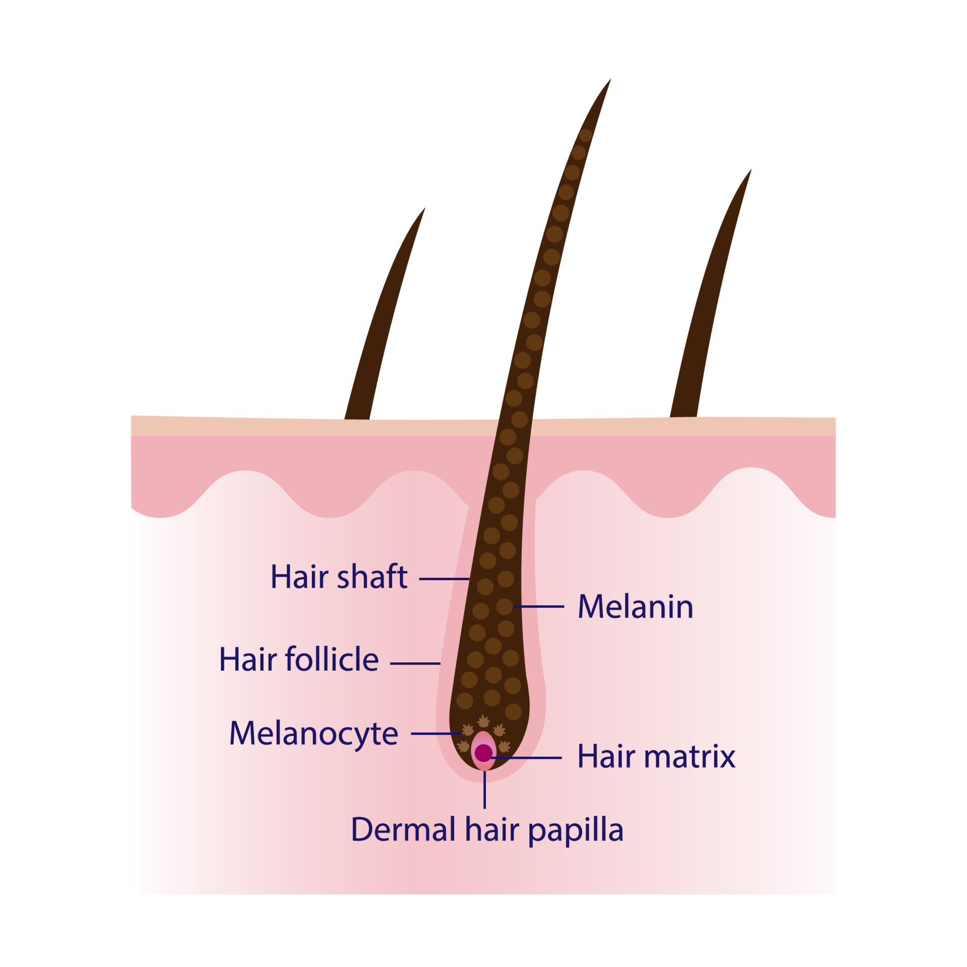 The mechanism of pigmented hair with scalp layer vector isolated on