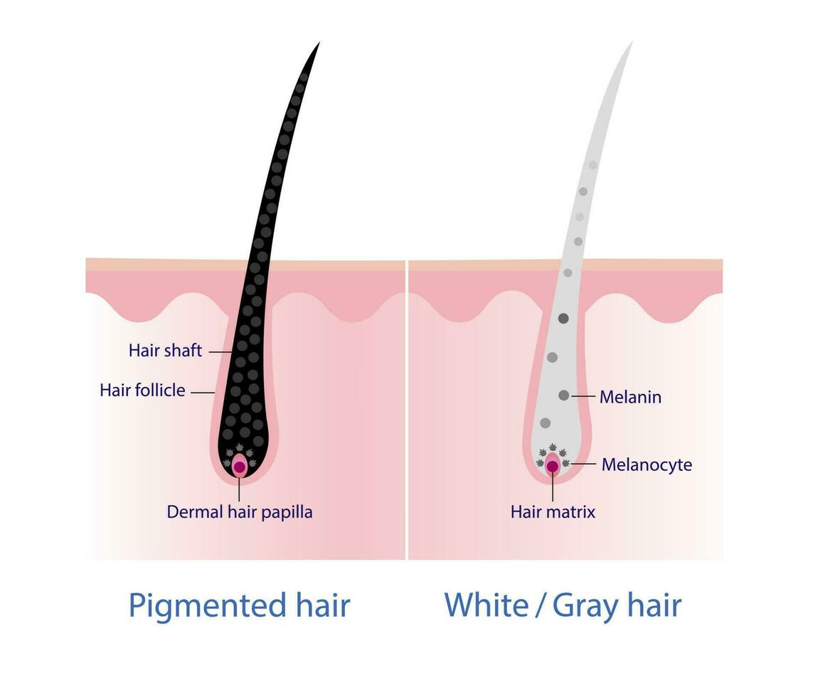 el mecanismo de pigmentado pelo y blanco o gris pelo con cuero cabelludo capa vector en blanco antecedentes. pelo anatomía, pelo estructura, pelo cuidado concepto ilustración.