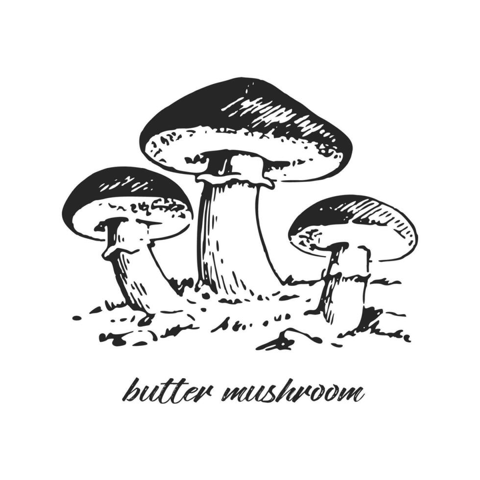 Hand drawn ink illustration of butter mushroom. Annulated boletus. Sketch outline vector. vector