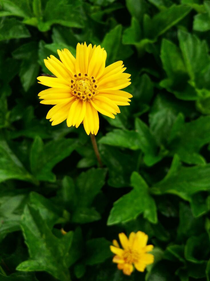 Blooming yellow Singapore dailsy flowers in green leaves background photo