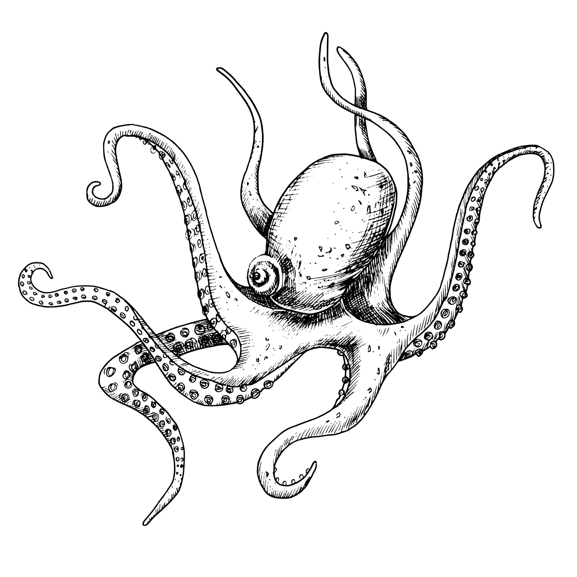 Octopus. Vector hand drawn illustration of underwater wild animal on