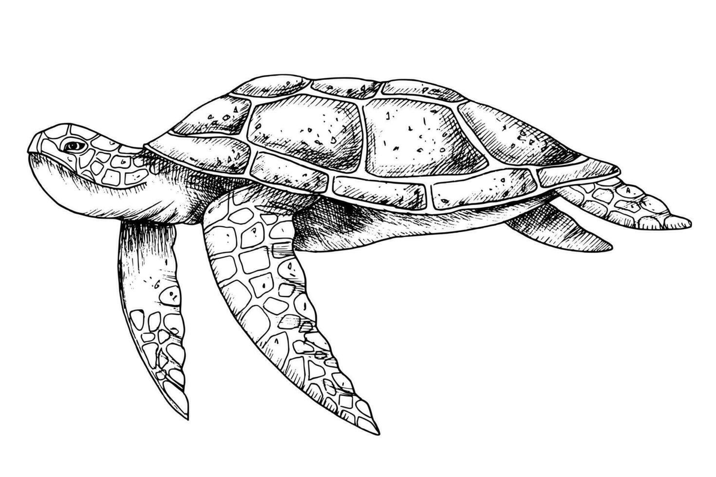 Sea Turtle. Hand drawn vector illustration of undersea Tortoise on isolated background in outline style. Nautical drawing of underwater animal painted by black inks for icon or logo. Sketch.