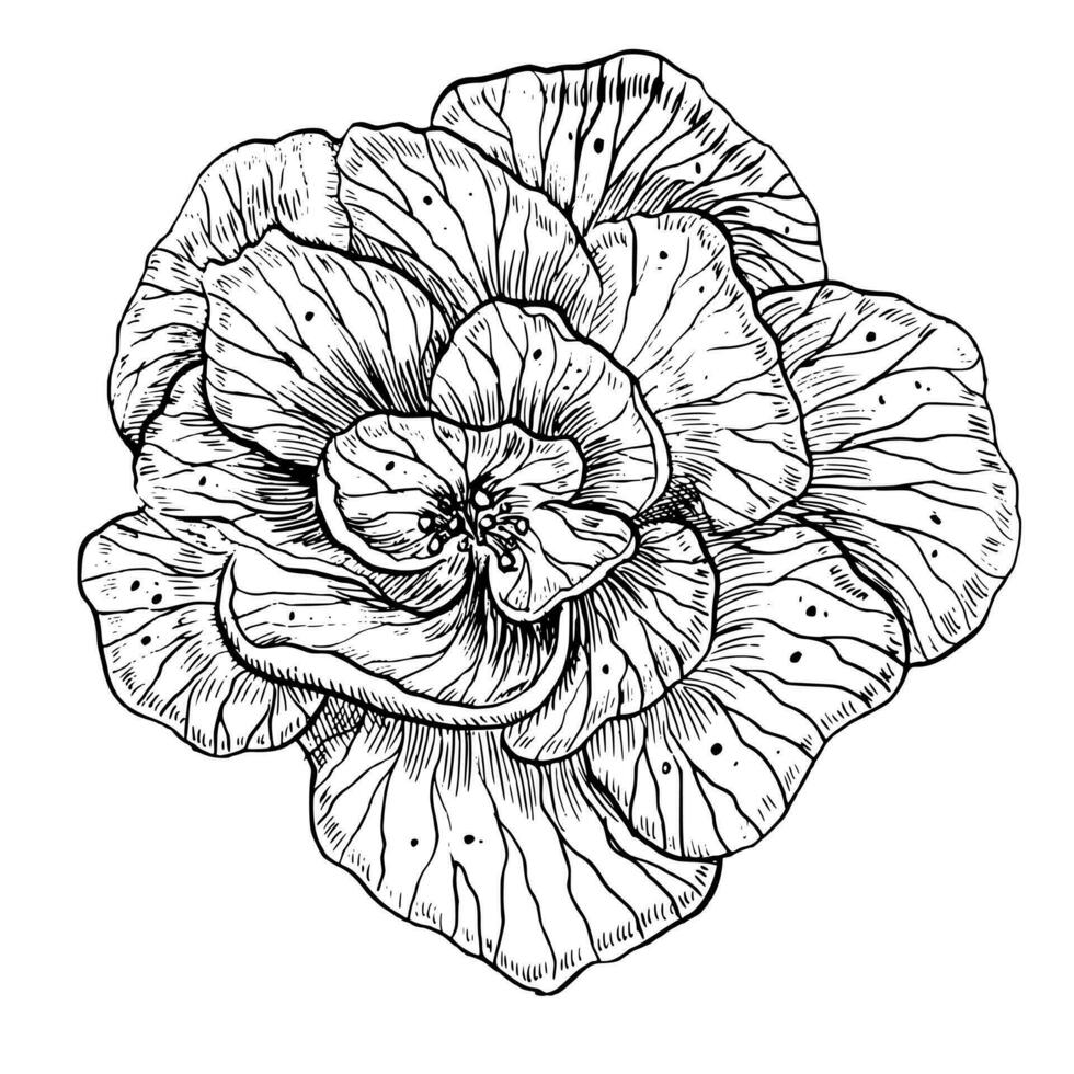 Rose Flower. Hand drawn floral vector illustration on isolated background in outline style. Graphic drawing of peony painted by black ink for icon or logo. Botanical engraving for wedding invitation.