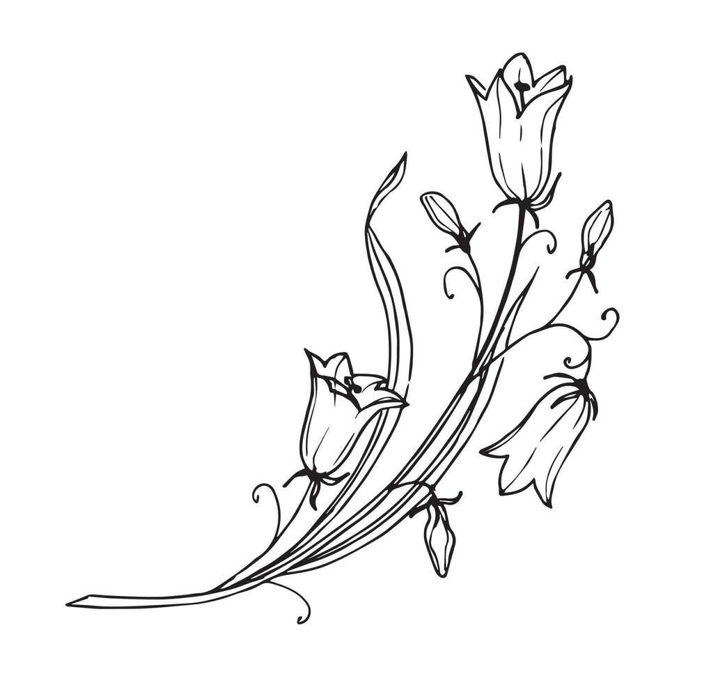 Bellflower on isolated background. Hand drawn floral vector illustration of bell Flower in outline style painted by black ink. Graphic botanical drawing of Bluebell for greeting cards or invitations.