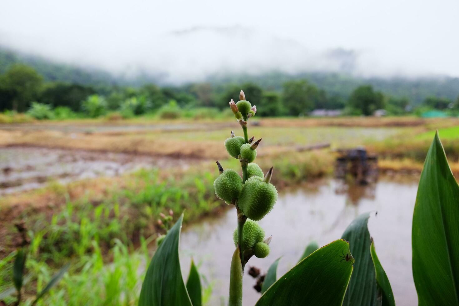Fresh flower buds and green leave beside the fields and fog on the valley mountain in rainy season in countryside of Thailand photo