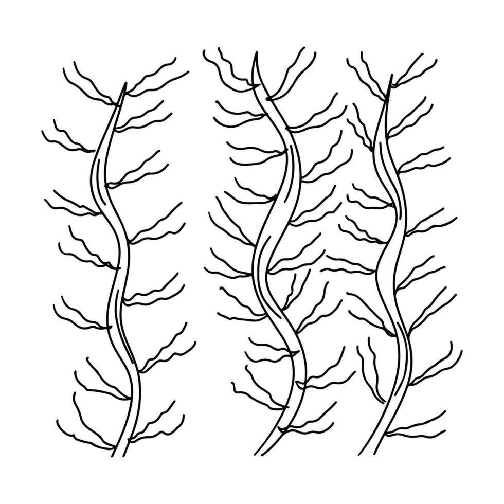 Algae in hand drawn doodle style. Vector illustration isolated on white. Coloring page. Simple water plants.