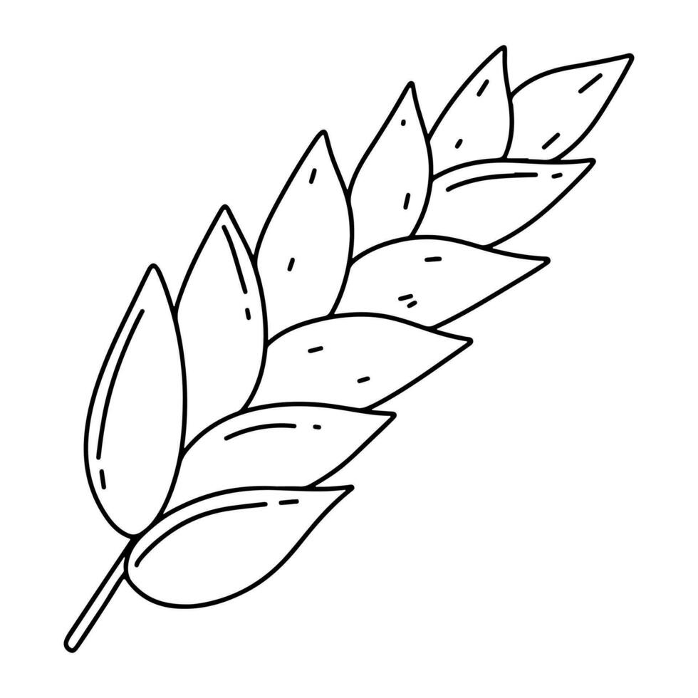 Spikelet in hand drawn doodle style. Vector illustration isolated on white. Coloring page.