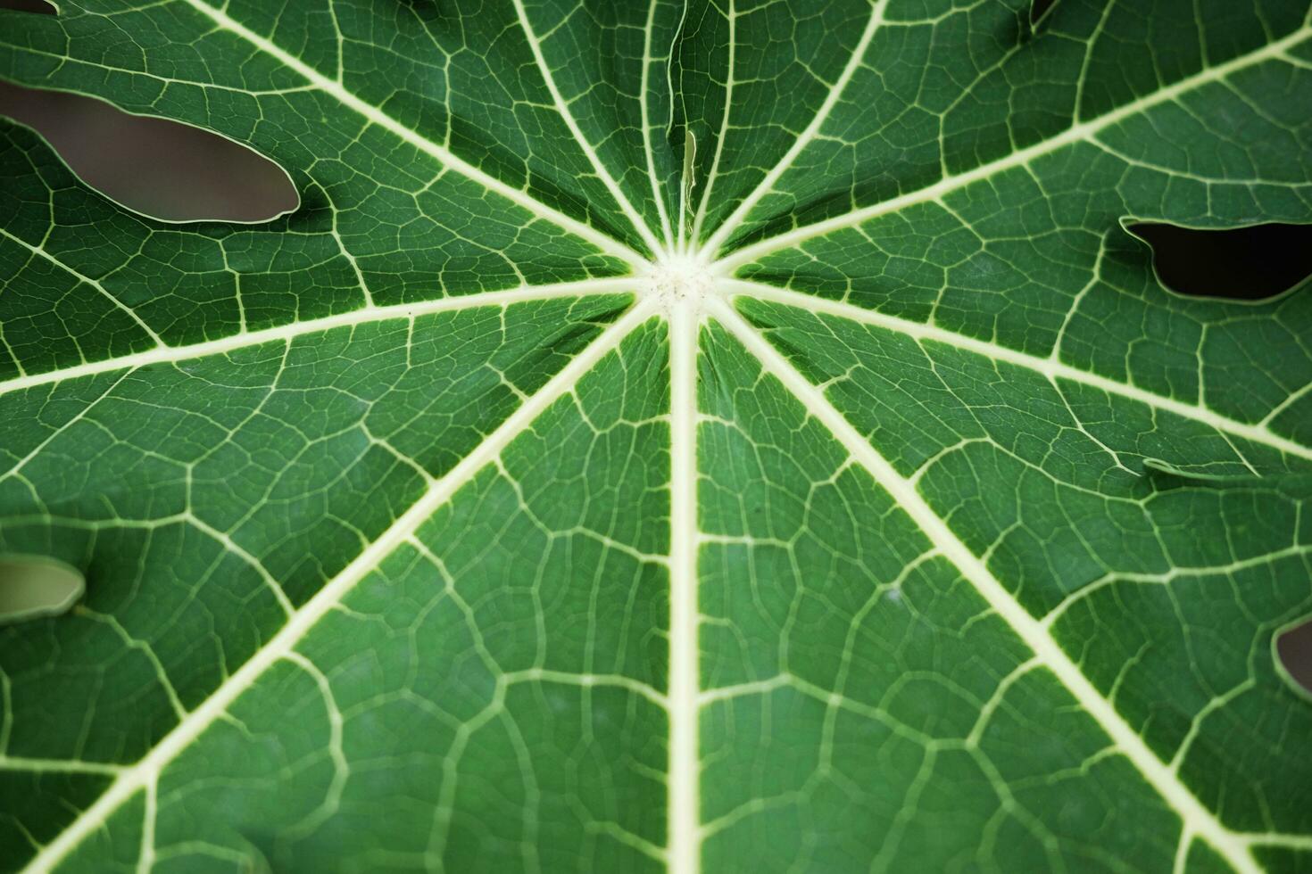 Green texture natural of papaya leave background. photo