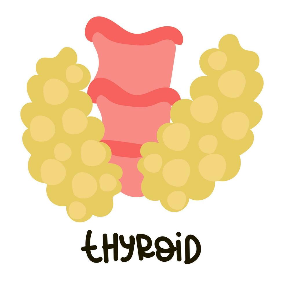 Cartoon anatomy of the thyroid gland, human thyroid gland, thyroid gland icon, cartoon vector illustration with caption. Vector anatomy and medical character of a healthy thyroid gland. Flat