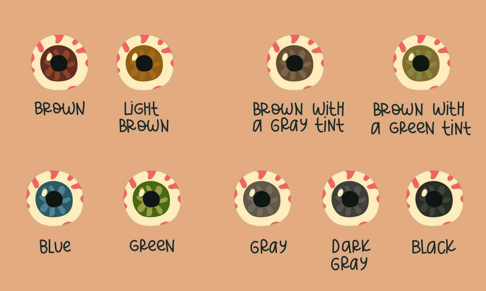 A set of multicolored human eyeballs with signed color options. Variations of the pupil of the human eyeball. Vector illustration of eye color types. Printing on paper for training or informational