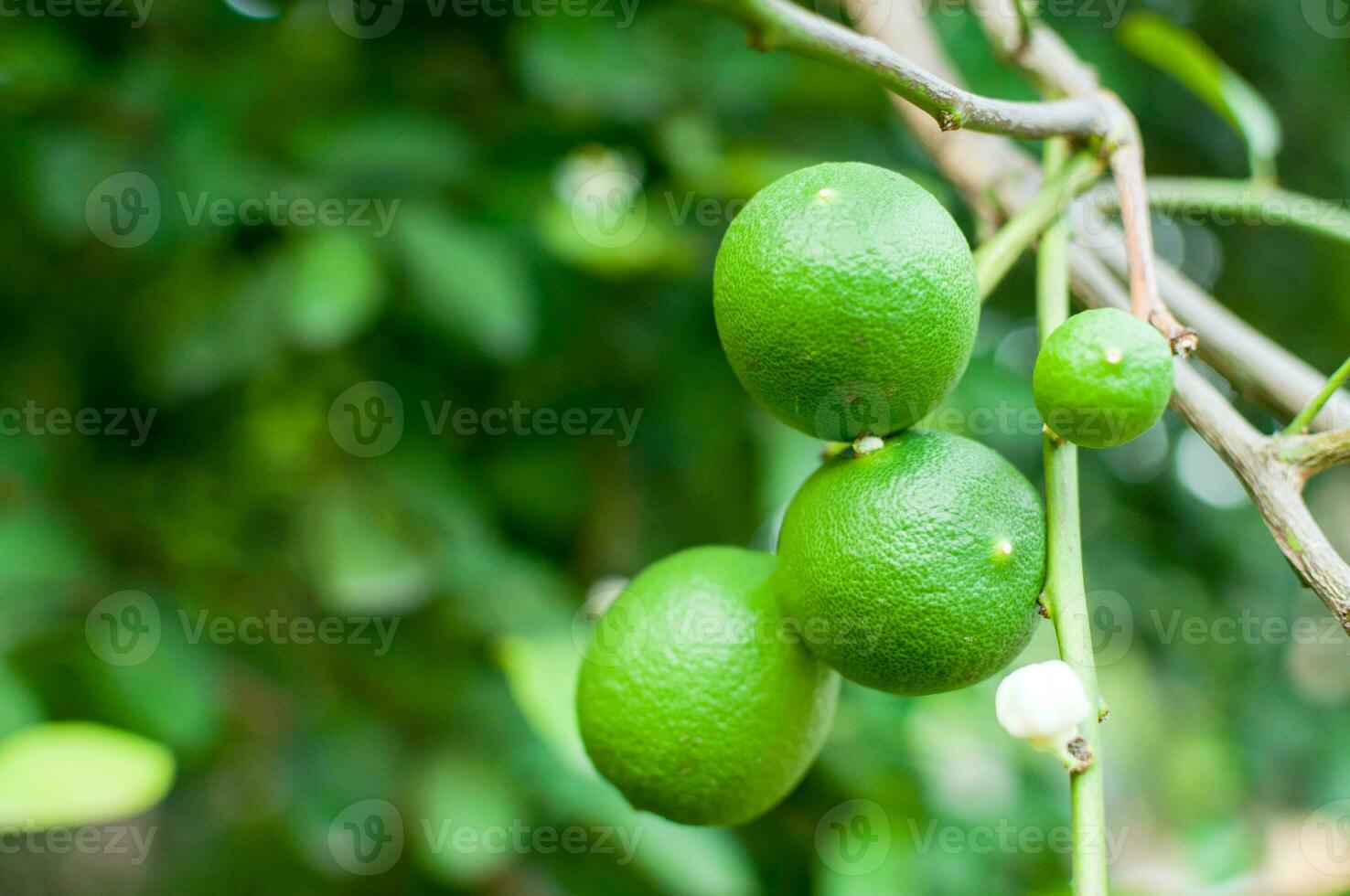 Fresh green limes raw lemon hanging on tree in garden, limes cultivation photo