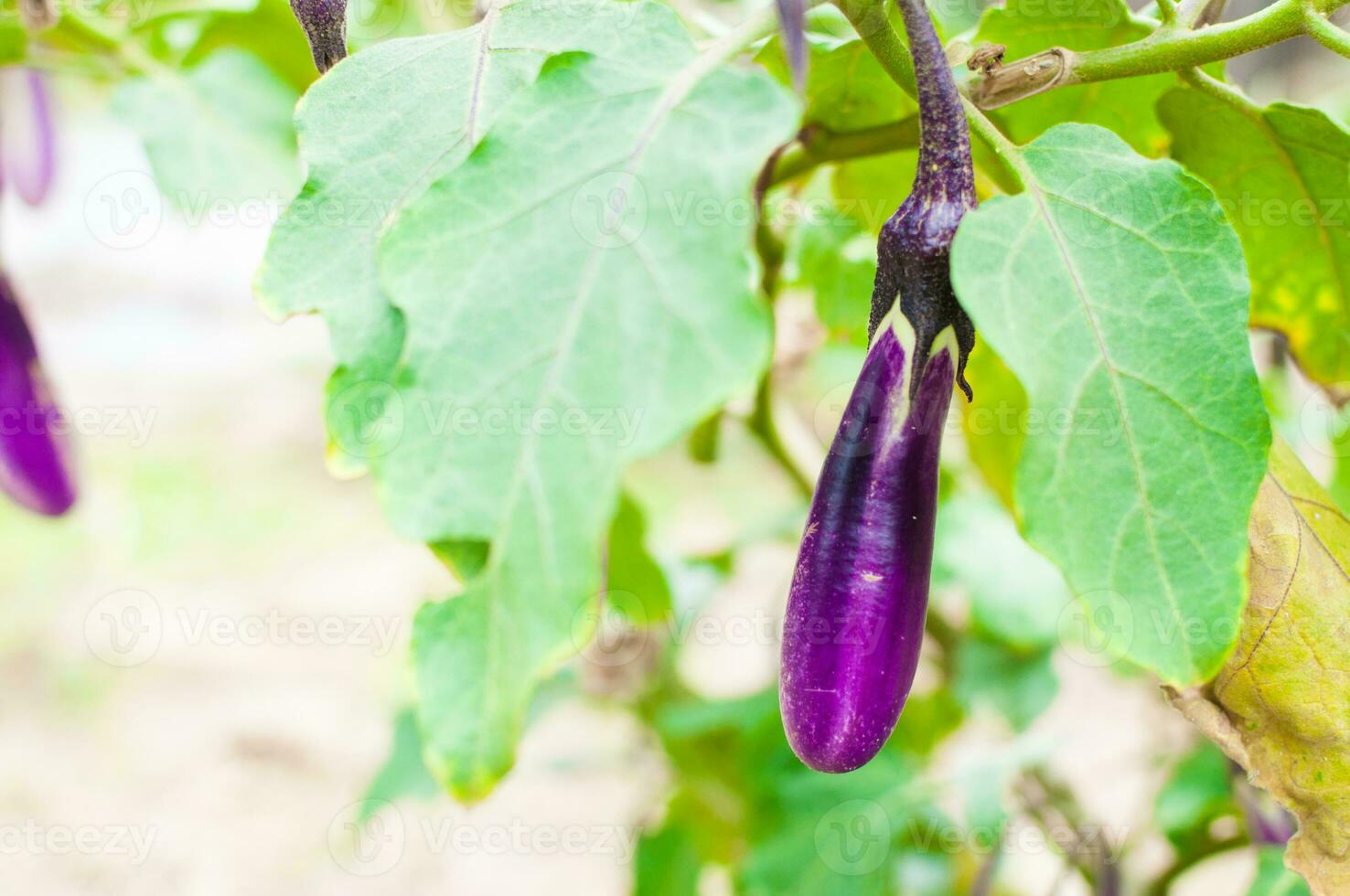 Ripe eggplant purple on tree in a garden photo