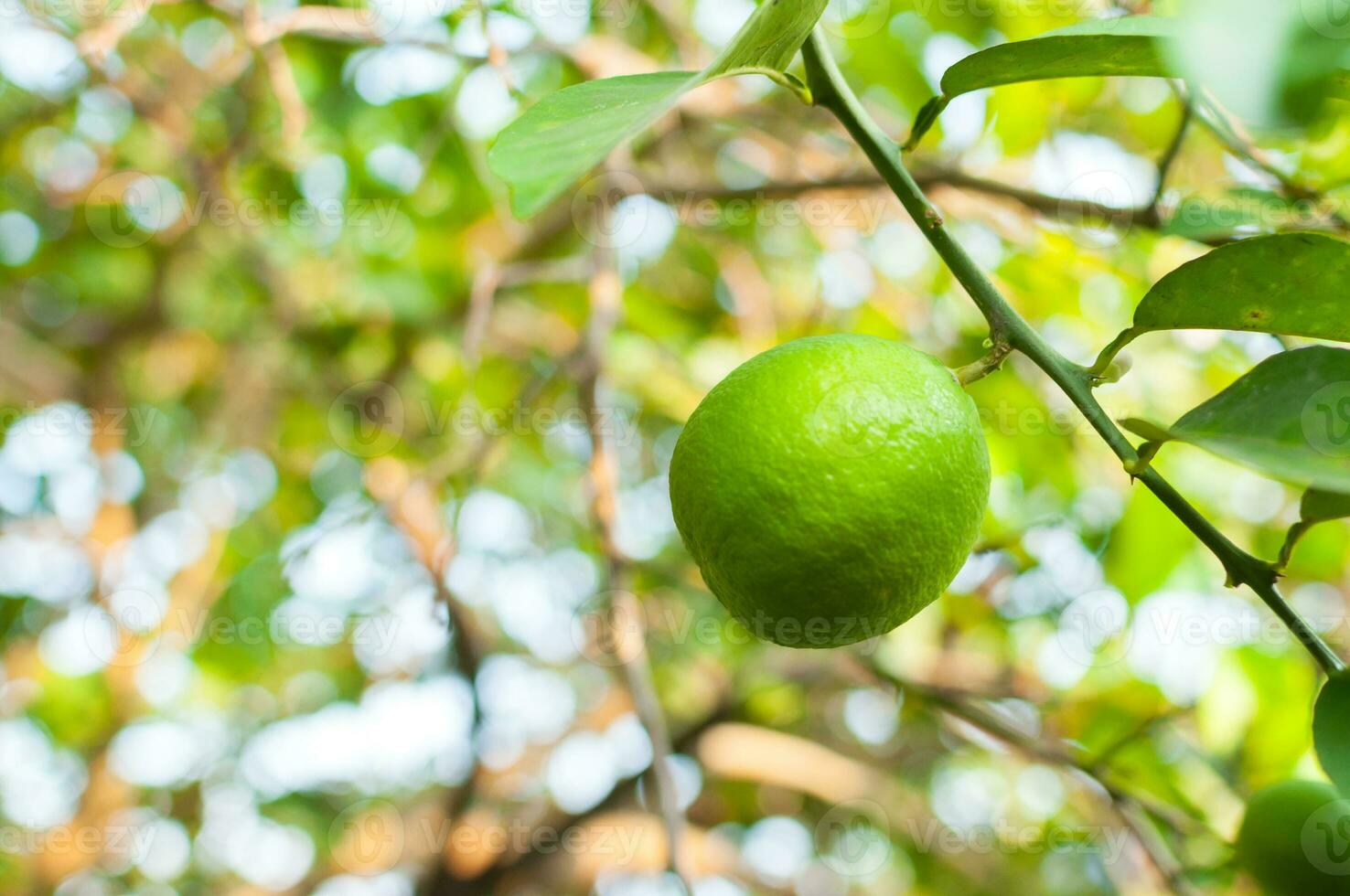 Fresh green limes raw lemon hanging on tree in garden, limes cultivation photo